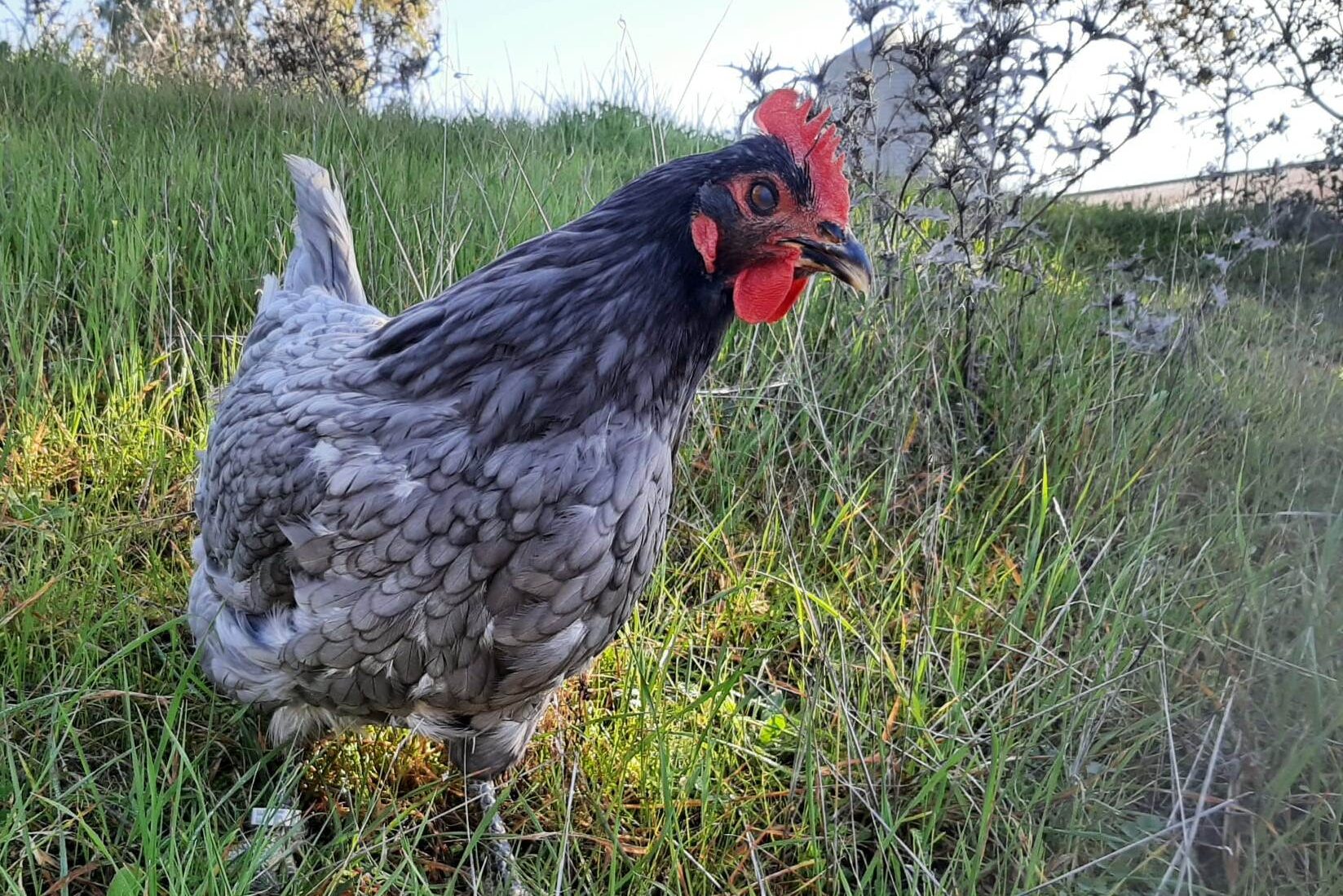 GO Gallina Extremeña Azul